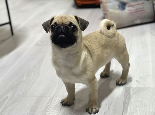 Hamburger Surat Pug Mops Yavrular görsel