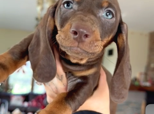Mavi̇ Gözlü Chocolate And Tan Nadi̇r Dacshund Yavrumuz