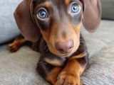 Mavi̇ Gözlü Chocolate And Tan Nadi̇r Dacshund Yavrumuz