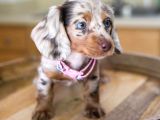 MAVİ GÖZLÜ CHOCOLATE MERLE EN ÖZEL DACSHUND BEBEĞİMİZ