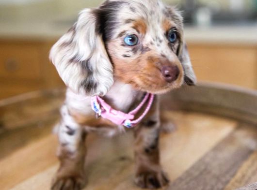 Mavi̇ Gözlü Chocolate Merle En Özel Dacshund Bebeği̇mi̇z