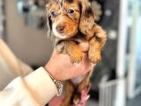 Mavi̇ Gözlü Chocolate Merle En Özel Dacshund Bebeği̇mi̇z