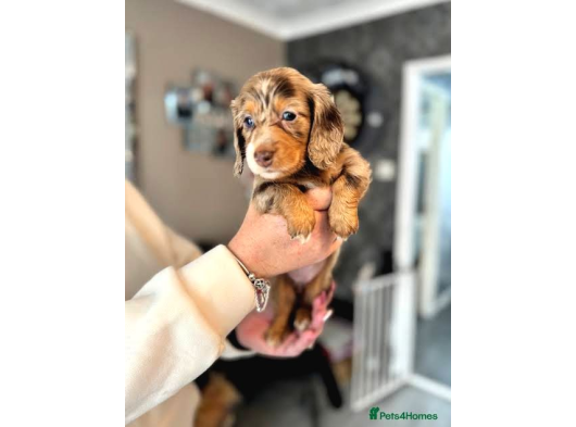 Mavi̇ Gözlü Chocolate Merle En Özel Dacshund Bebeği̇mi̇z görsel