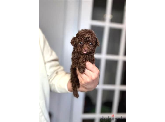 Chocolate Teacup Poodle Bebeği̇mi̇z Aşili Garanti̇li̇ görsel
