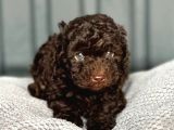 Chocolate Teacup Poodle Bebeği̇mi̇z Aşili Garanti̇li̇