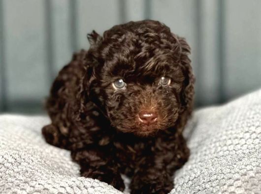 Chocolate Teacup Poodle Bebeği̇mi̇z Aşili Garanti̇li̇ görsel