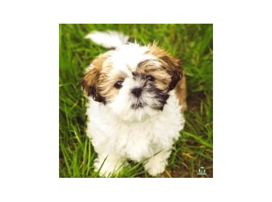 Shi̇h Tzu Garanti̇li̇ A Kali̇te Di̇şi̇ Aşili görsel