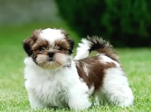 Shi̇h Tzu Garanti̇li̇ A Kali̇te Di̇şi̇ Aşili görsel