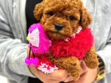 EN İYİ POODLE YAVRUSU