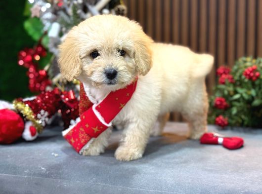 En İyi Maltipoo Yavrusu görsel