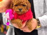 En İyi̇ Poodle Yavrusu