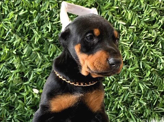 Estetikli Doberman Bebekler Erkek görsel