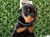 Estetikli doberman bebekler erkek