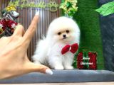 En İyi Pomeranian Yavrusu
