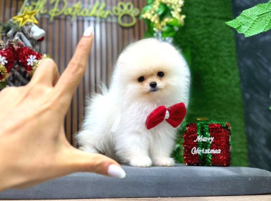 En İyi Pomeranian Yavrusu görsel