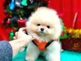 ORJİNAL POMERANİAN BOO GARANTİLİ AŞILI
