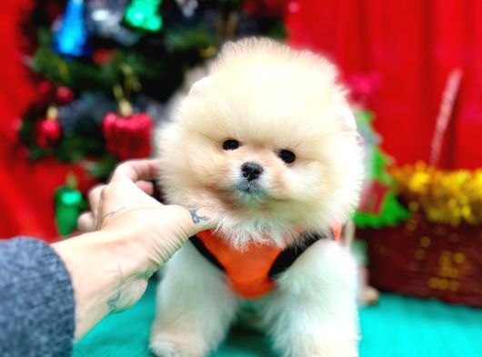 Orji̇nal Pomerani̇an Boo Garanti̇li̇ Aşili