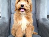 F2B Dev Boy Labradoodle Aşili Garanti̇li̇