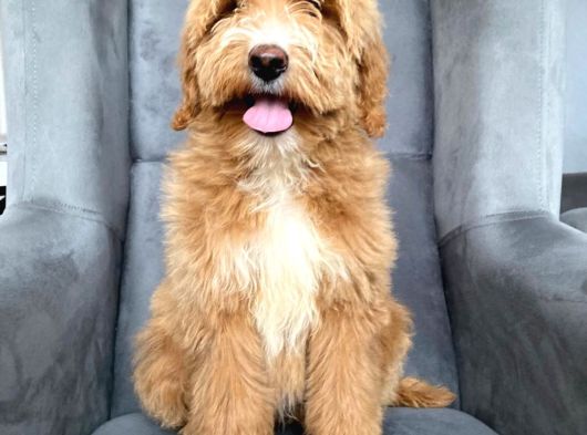 F2B Dev Boy Labradoodle Aşili Garanti̇li̇ görsel