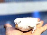Ele Alışık Bebek Muahbbet Kuşu Yavruları