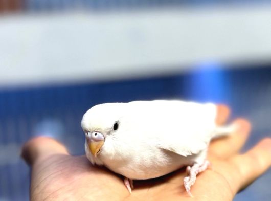 Ele Alışık Bebek Muahbbet Kuşu Yavruları görsel
