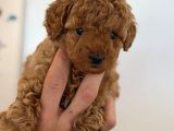 Irk Garantili Toy Poodle Yavrularımız