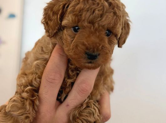 Irk Garantili Toy Poodle Yavrularımız görsel