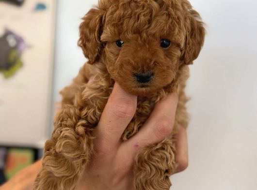 Irk Garantili Toy Poodle Yavrularımız görsel
