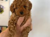 Irk garantili toy poodle Yavrularımız
