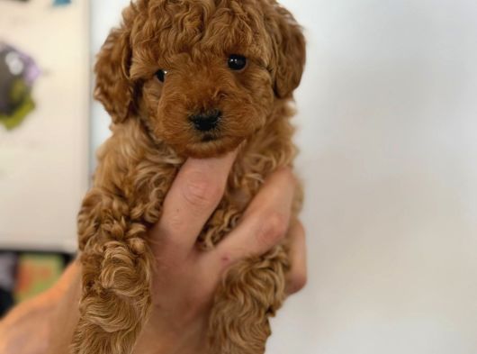 Irk Garantili Toy Poodle Yavrularımız