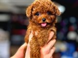 Teacup Red Toypoodle Yavrular Mağazamızdan Sizlerle