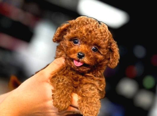 Teacup Red Toypoodle Yavrular Mağazamızdan Sizlerle