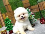 Yılbaşına Özel Getirilmiş Karbeyaz Pomeranian Boo Yavrular