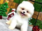 Yılbaşına özel getirilmiş karbeyaz Pomeranian Boo yavrular