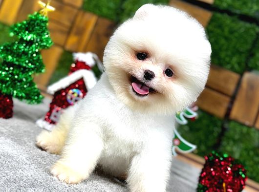Yılbaşına Özel Getirilmiş Karbeyaz Pomeranian Boo Yavrular