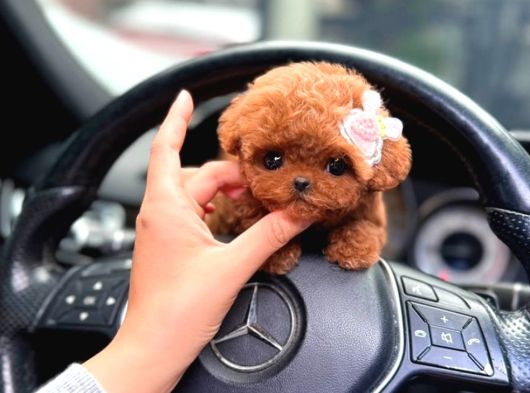 Kore Teacup Babadan Teacup Poodle Bebekler görsel