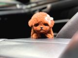 Kore teacup babadan teacup poodle bebekler