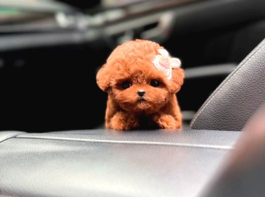 Kore teacup babadan teacup poodle bebekler