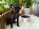 Aa Kalite Chihuahua
