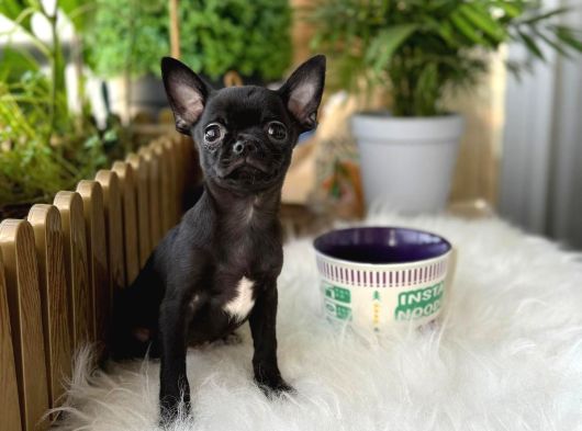 Aa Kalite Chihuahua görsel