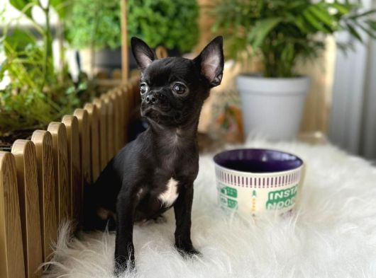 Aa Kalite Chihuahua görsel