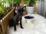 Aa Kalite Chihuahua