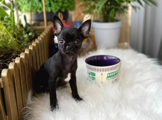 Aa Kalite Chihuahua görsel