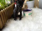 Aa Kalite Chihuahua
