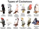 Gallah Kakadu Papağan