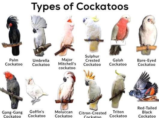 Gallah Kakadu Papağan görsel