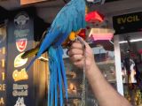 Bebek Veya Yetişkin Macaw Çeşitlerimiz
