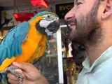 Bebek Veya Yetişkin Macaw Çeşitlerimiz