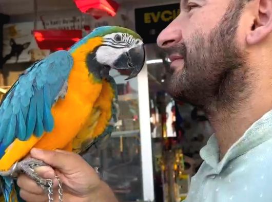 Bebek Veya Yetişkin Macaw Çeşitlerimiz görsel