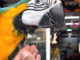 Bebek Veya Yetişkin Macaw Çeşitlerimiz